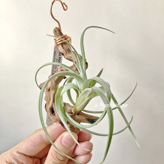 Tillandsia Lorentziana Green Form