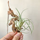 Tillandsia Lorentziana Green Form