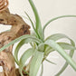 Tillandsia Lorentziana Green Form