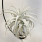 Tillandsia Gardneri V. Rupicola