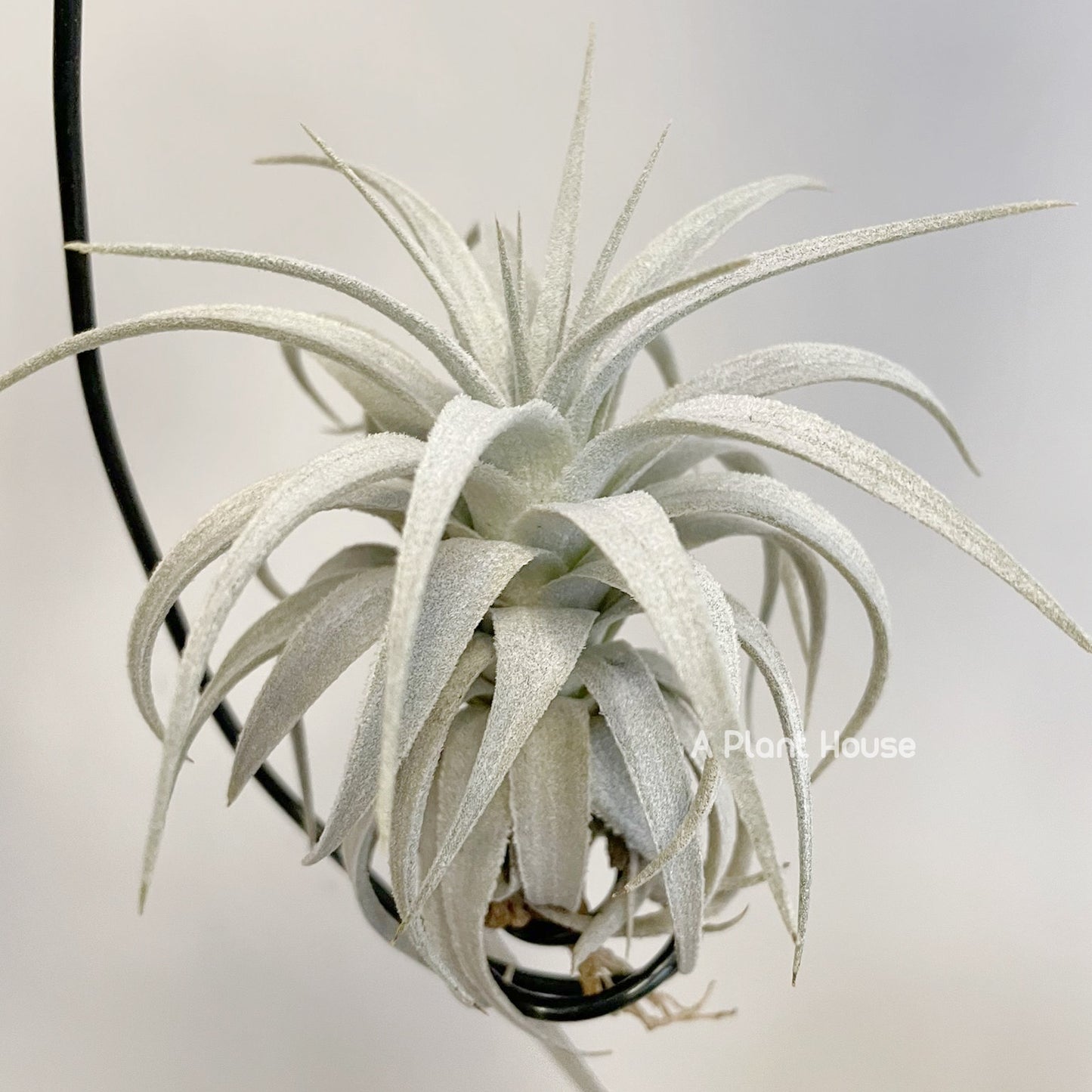 Tillandsia Gardneri V. Rupicola