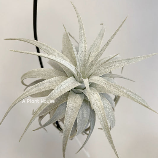 Tillandsia Gardneri V. Rupicola