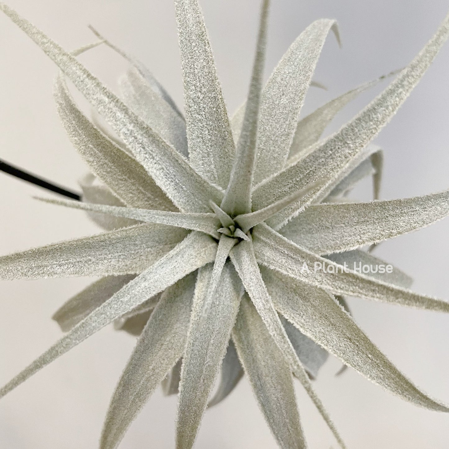 Tillandsia Gardneri V. Rupicola