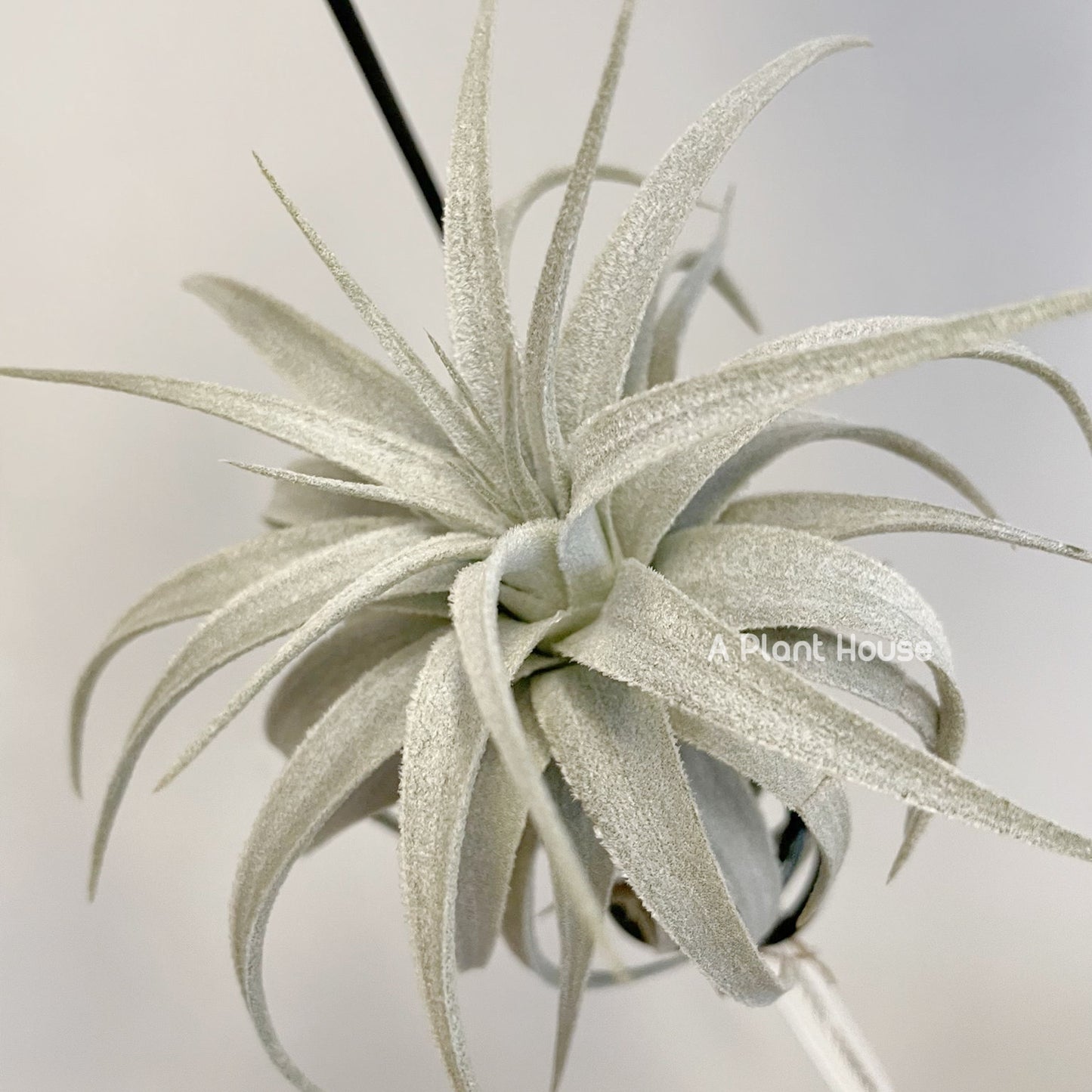 Tillandsia Gardneri V. Rupicola