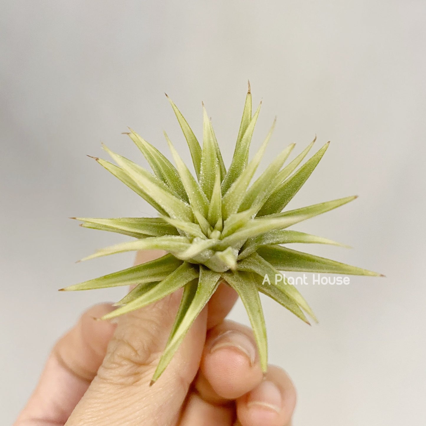 Tillandsia Ionantha Albo-Marginata