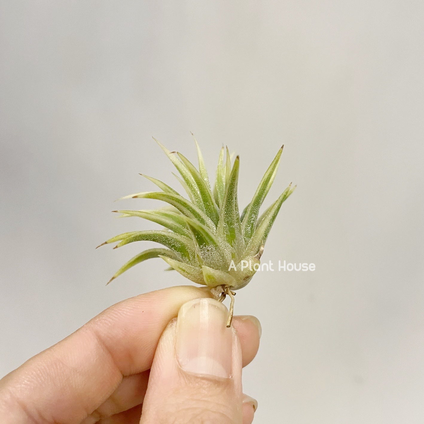 Tillandsia Ionantha Albo-Marginata