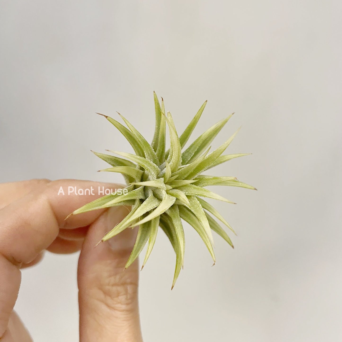 Tillandsia Ionantha Albo-Marginata