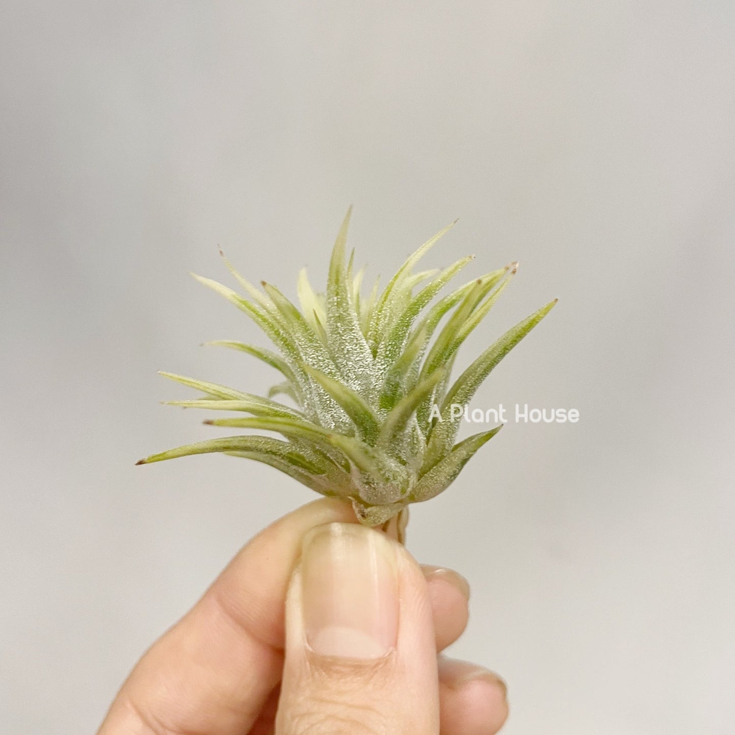 Tillandsia Ionantha Albo-Marginata