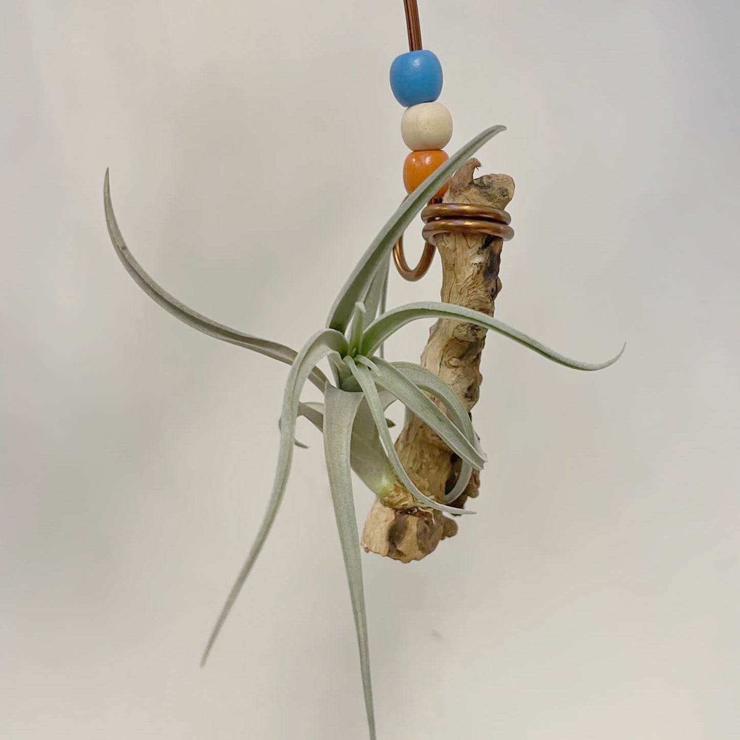 Tillandsia Micans Hybrid