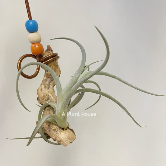 Tillandsia Micans Hybrid