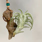 Tillandsia VanHyningii
