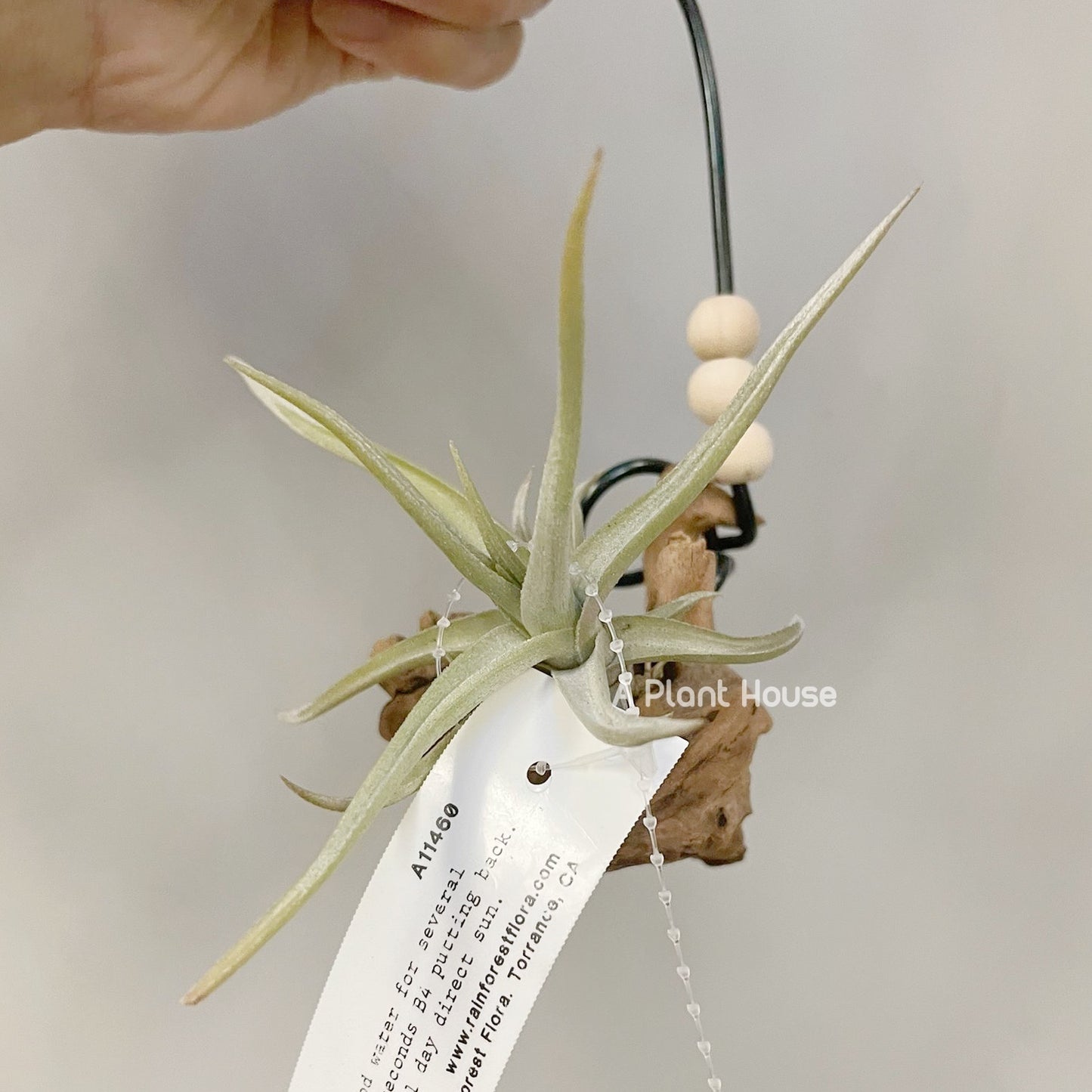 Tillandsia Xiphioides