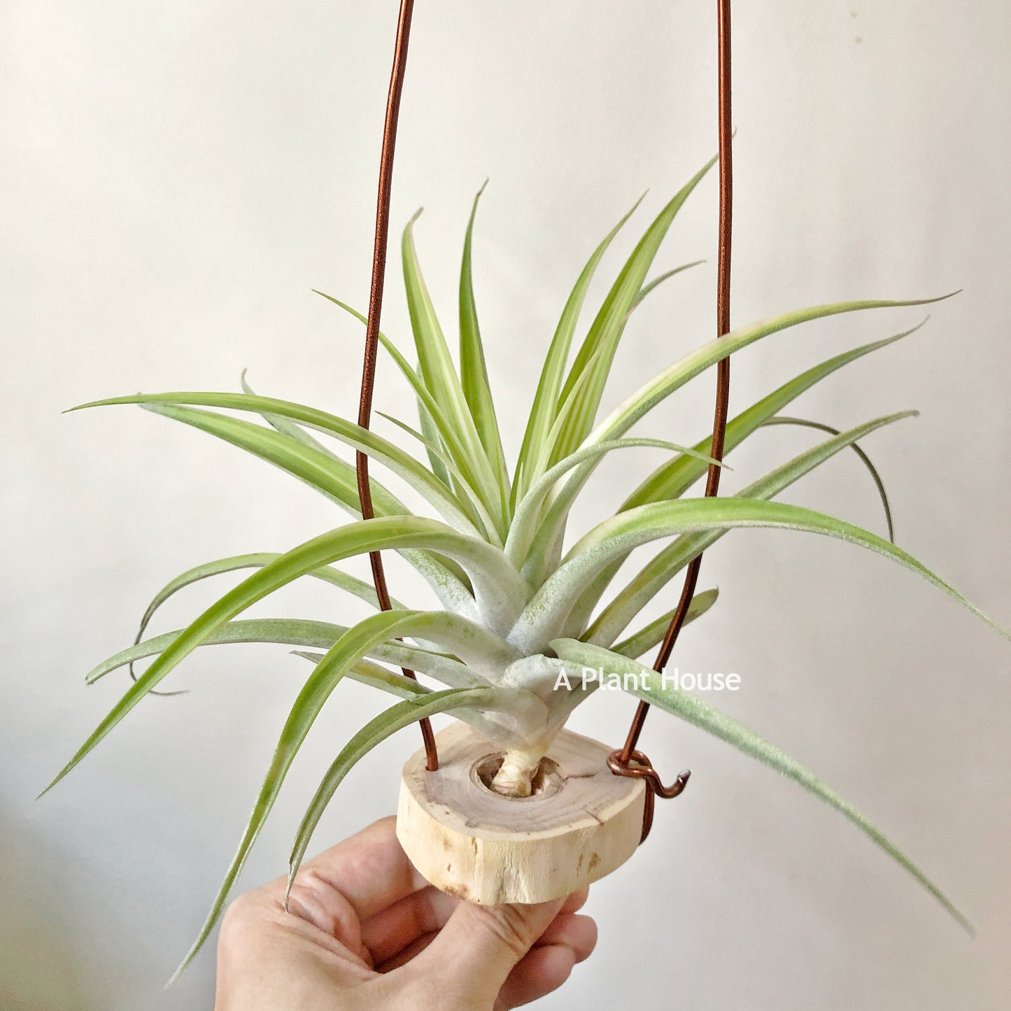 Tillandsia Deborah Ann