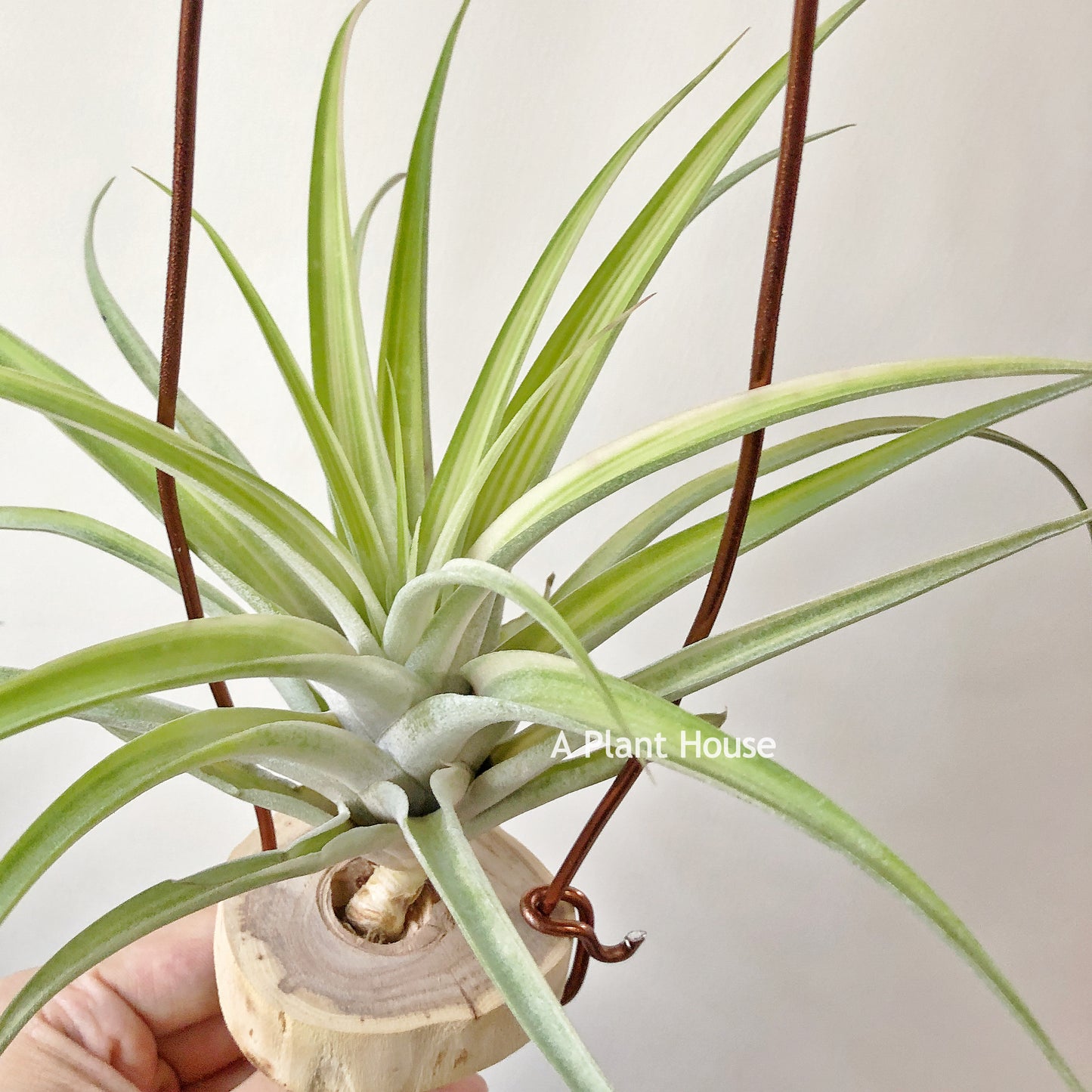 Tillandsia Deborah Ann