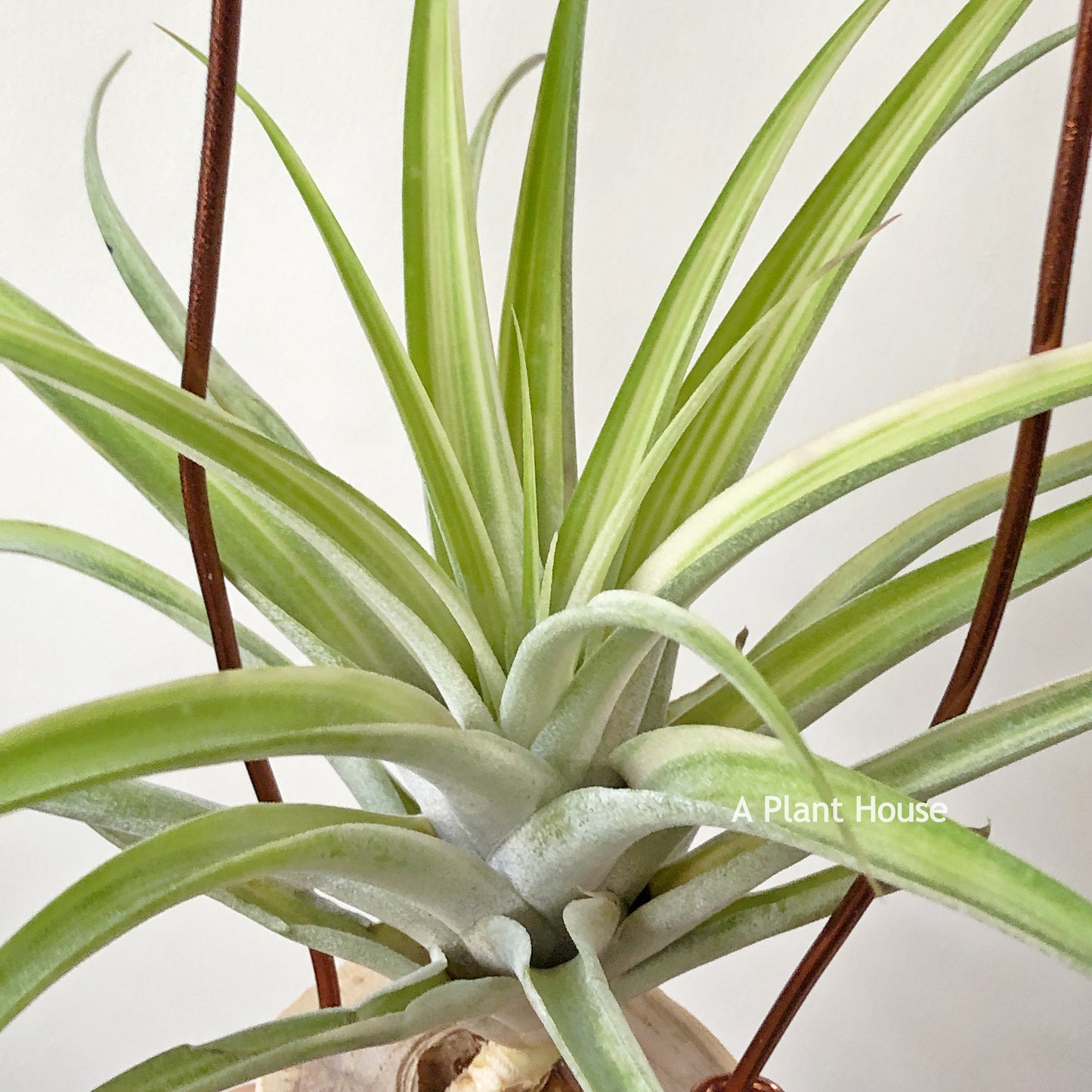 Tillandsia Deborah Ann