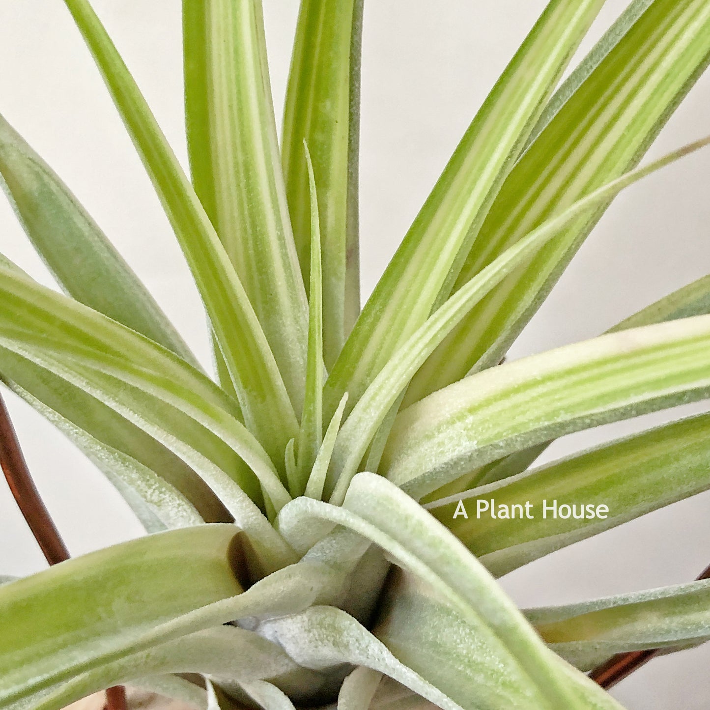 Tillandsia Deborah Ann