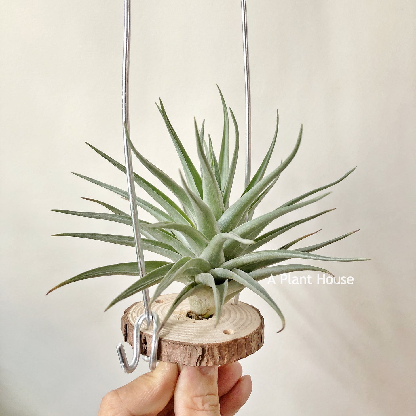 Tillandsia Bella