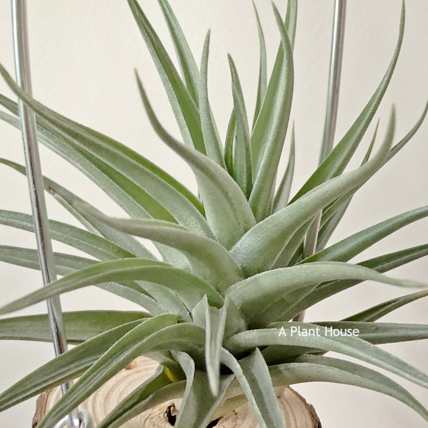 Tillandsia Bella