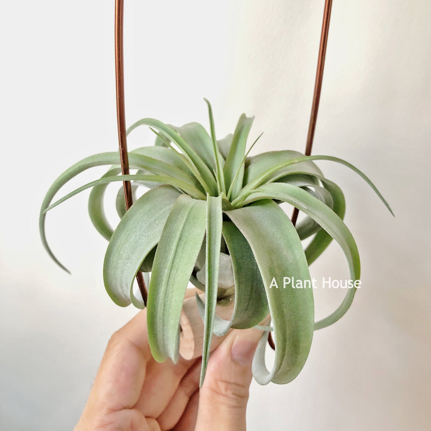 Tillandsia Eric Knobloch