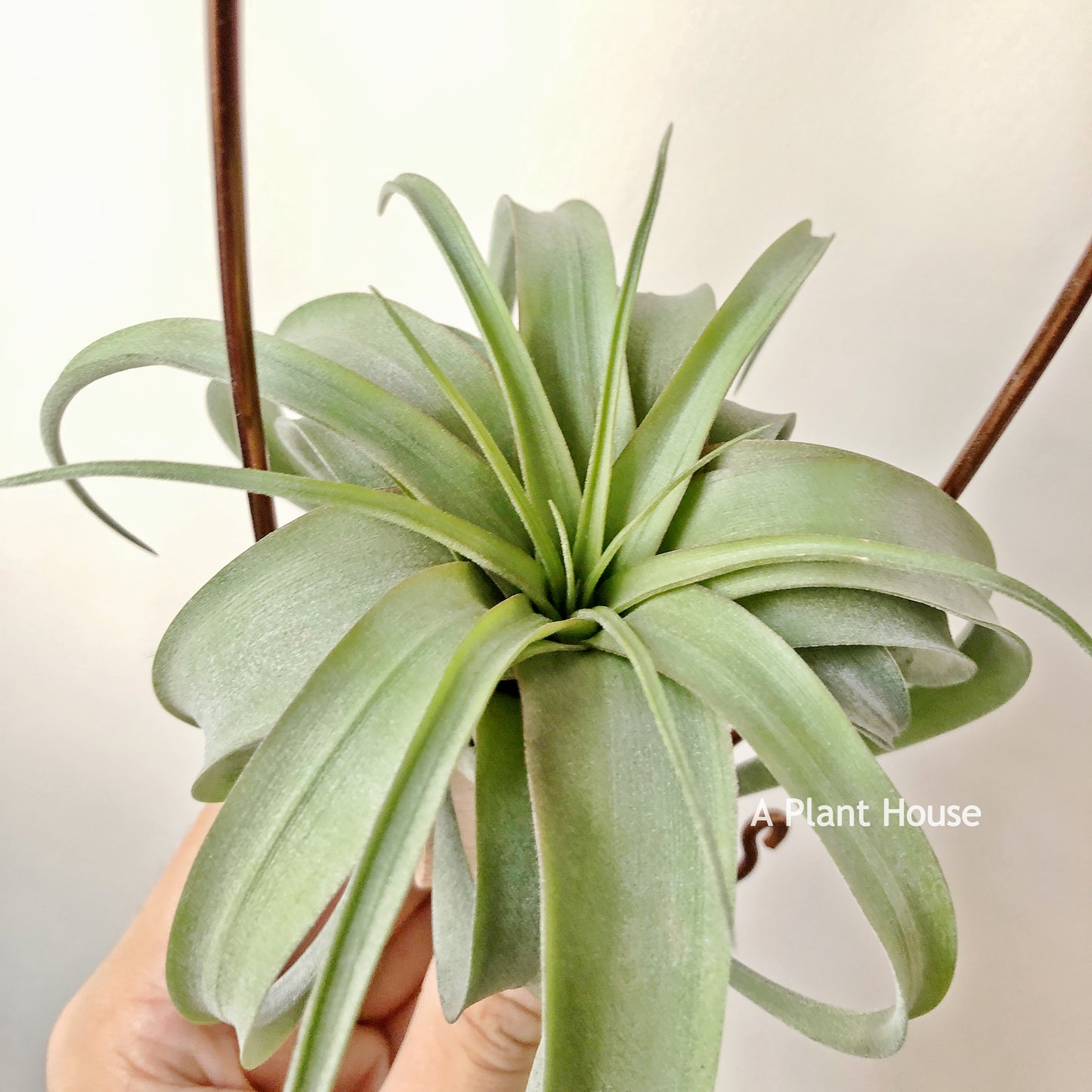 Tillandsia Eric Knobloch