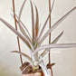 Tillandsia Fasciculata x Capitata(Red Tropiflora)
