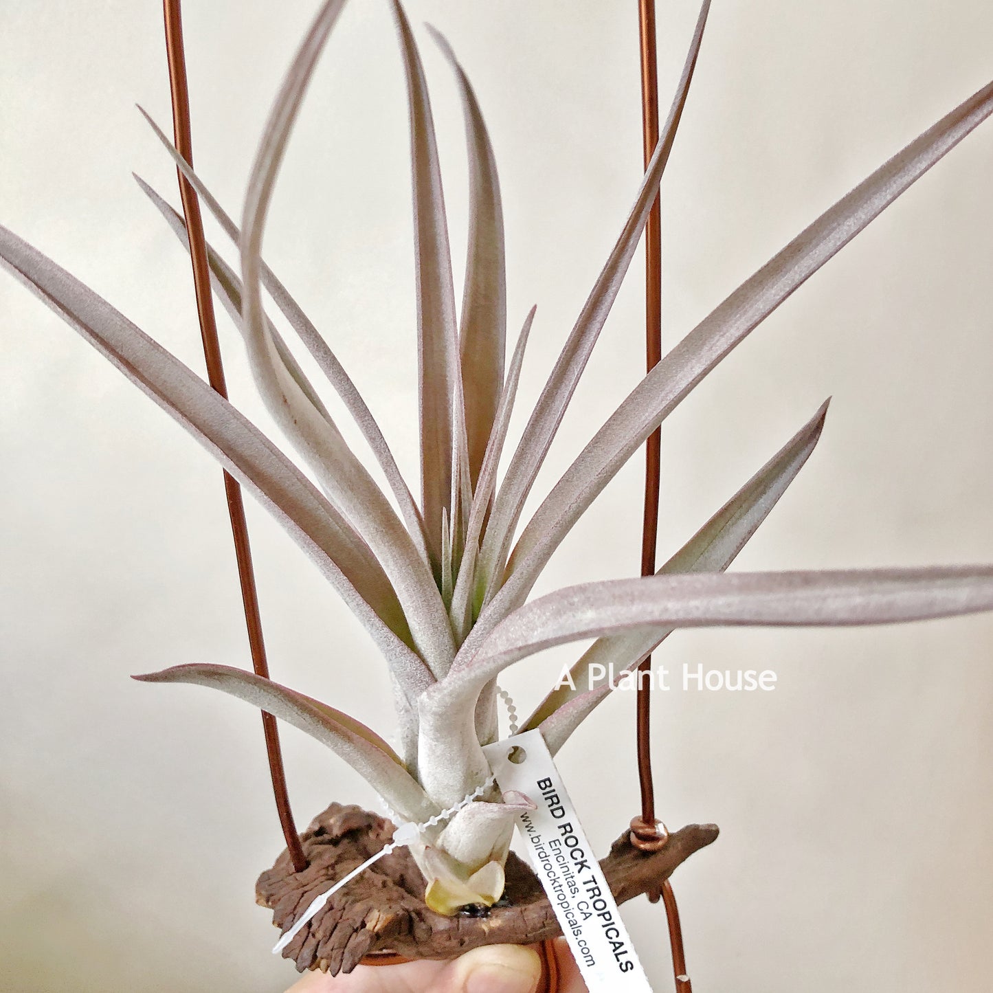 Tillandsia Fasciculata x Capitata(Red Tropiflora)