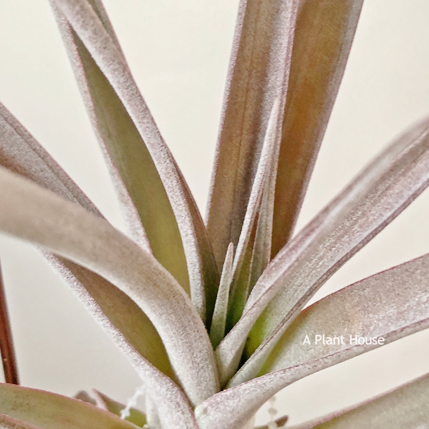 Tillandsia Fasciculata x Capitata(Red Tropiflora)