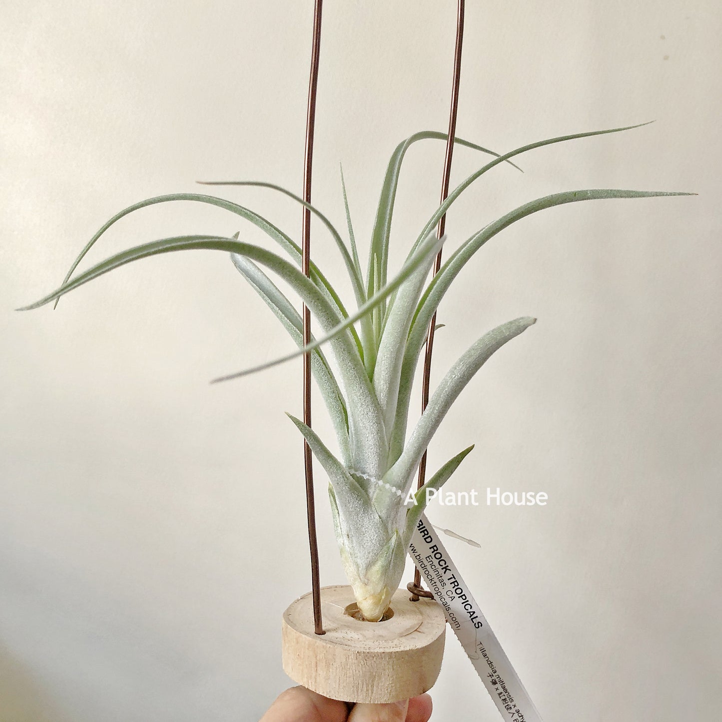 Tillandsia Mitlaensis x Achyrostachys