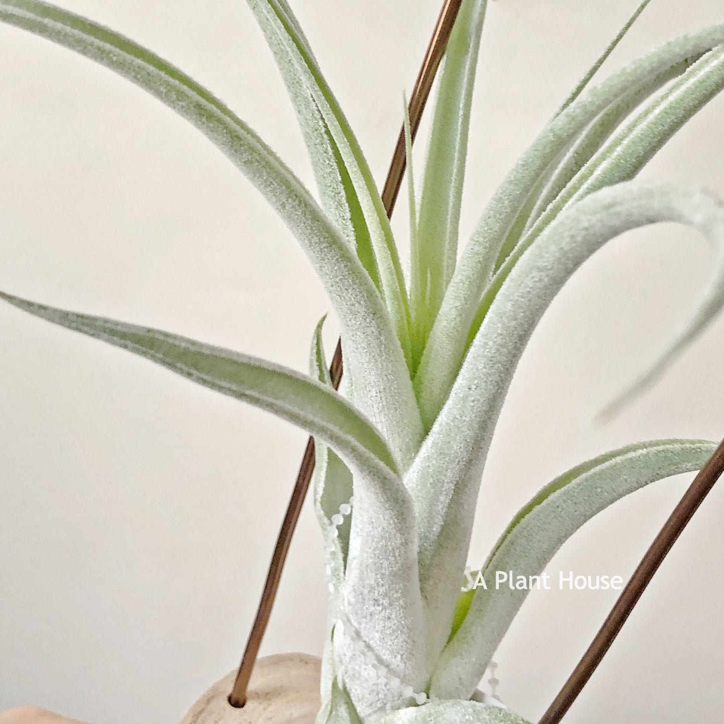 Tillandsia Mitlaensis x Achyrostachys