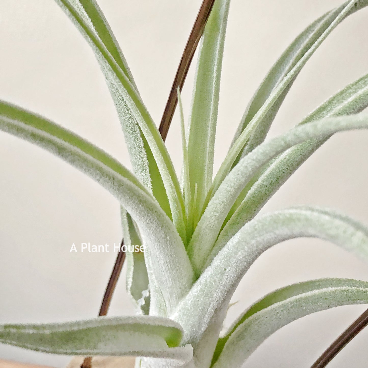 Tillandsia Mitlaensis x Achyrostachys