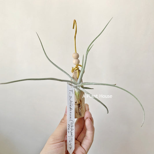 Tillandsia schiedeana (Totalapan Mex)