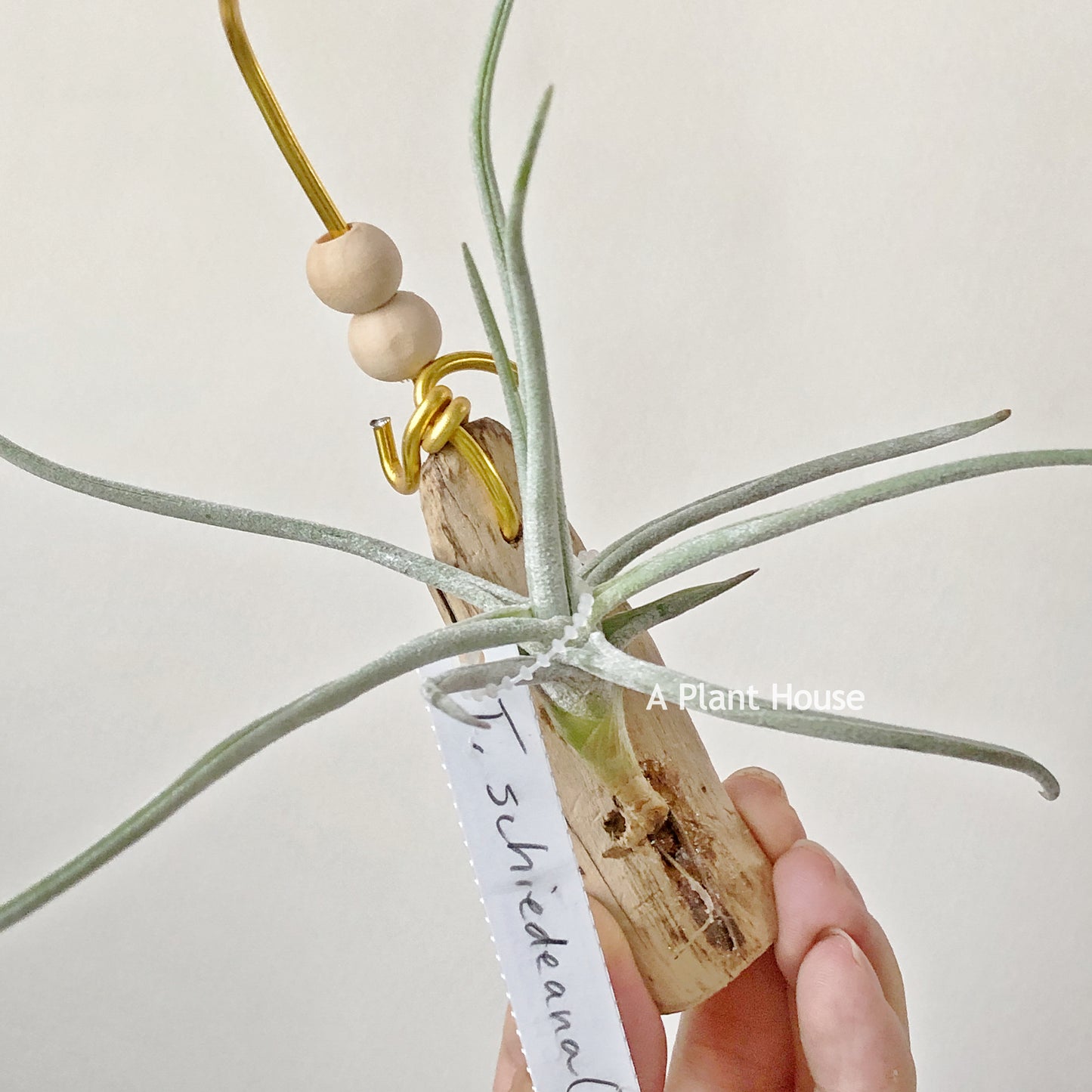 Tillandsia schiedeana (Totalapan Mex)