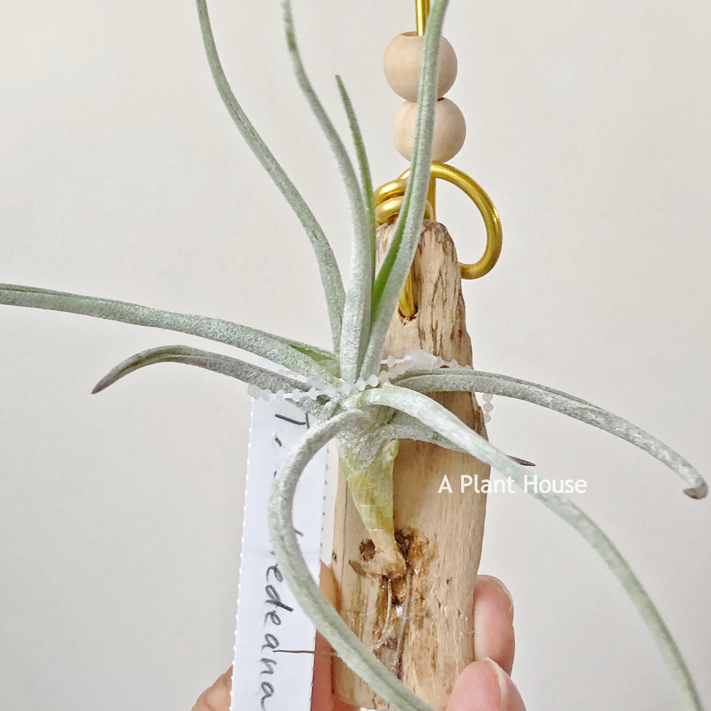 Tillandsia schiedeana (Totalapan Mex)