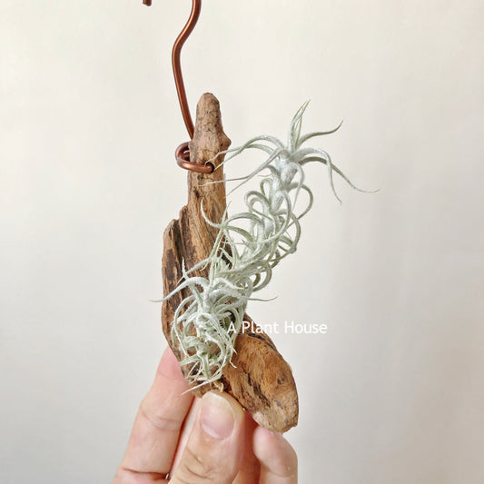 Tillandsia Stellifera