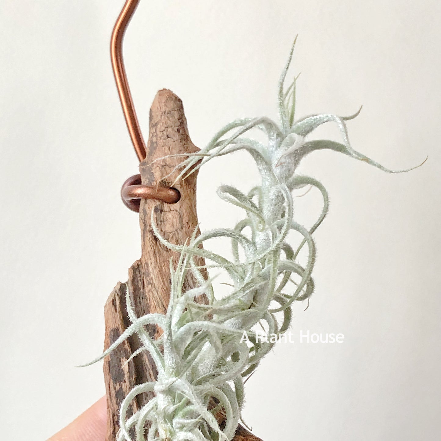 Tillandsia Stellifera