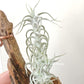 Tillandsia Stellifera