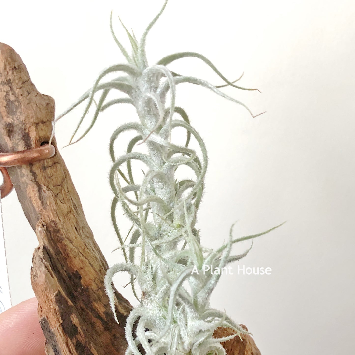 Tillandsia Stellifera