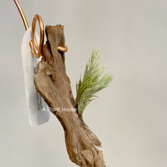 Tillandsia Tricholepis