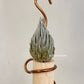 Tillandsia Kautskyi