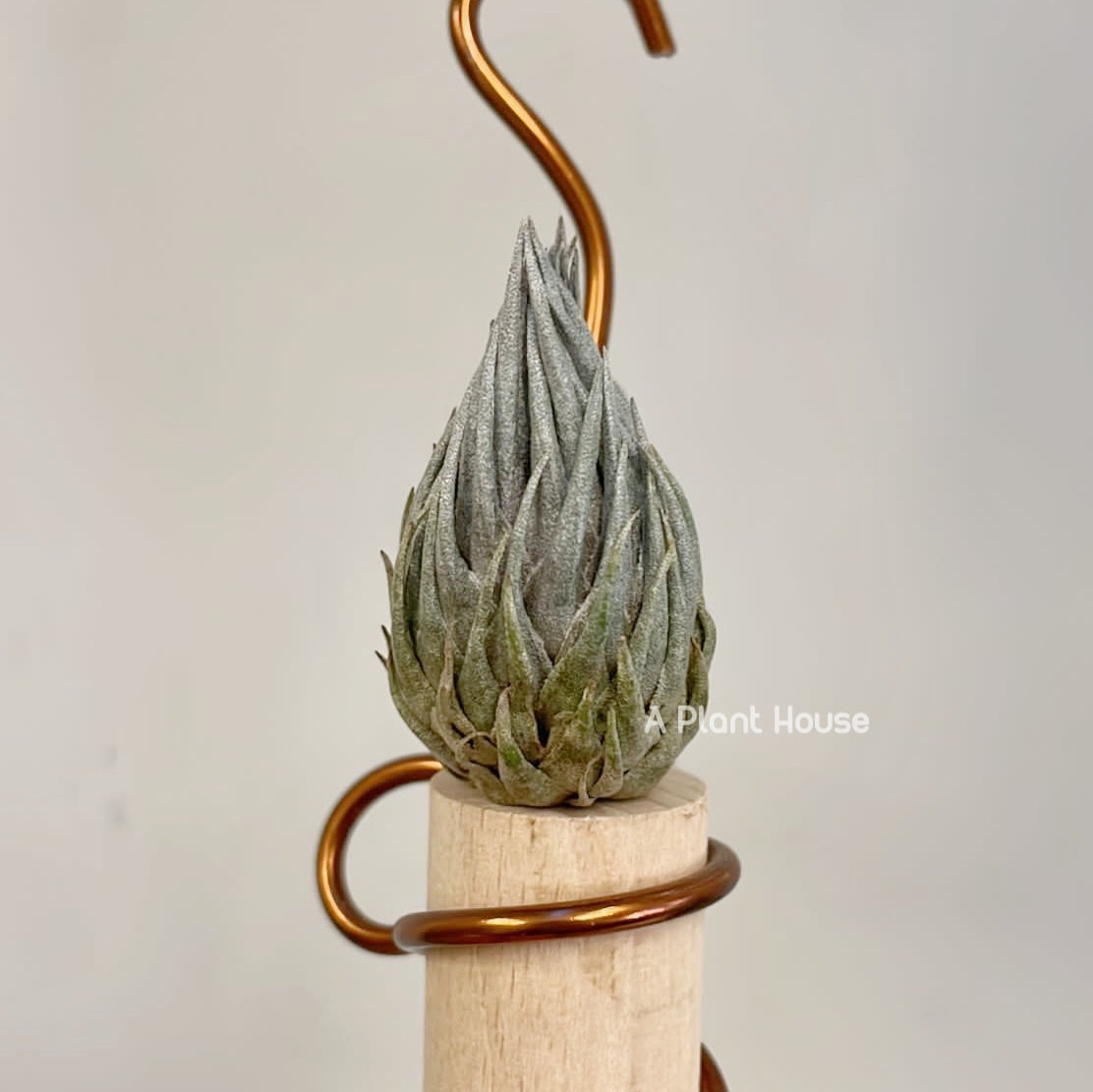 Tillandsia Kautskyi