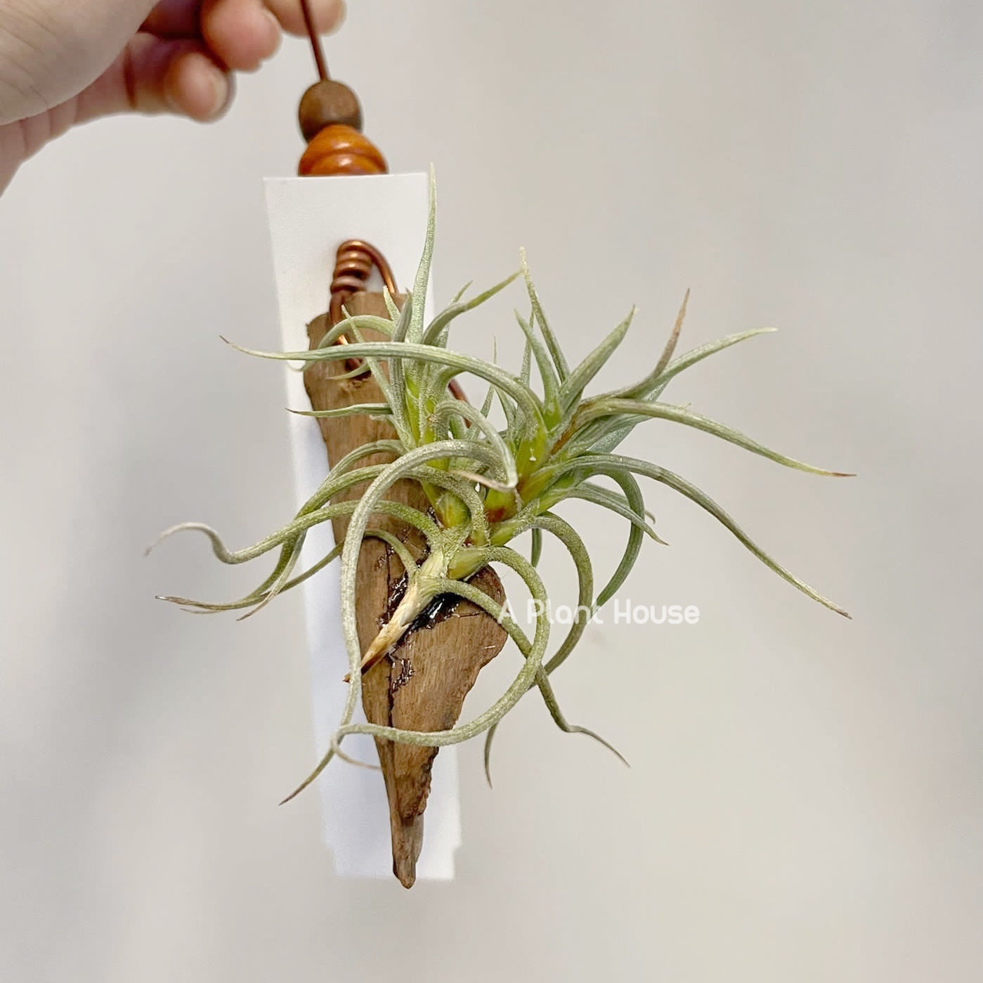 Tillandsia Retorta