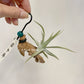Tillandsia Xiphioides F. Dotterer