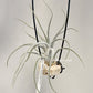 Tillandsia Queen’s Charm