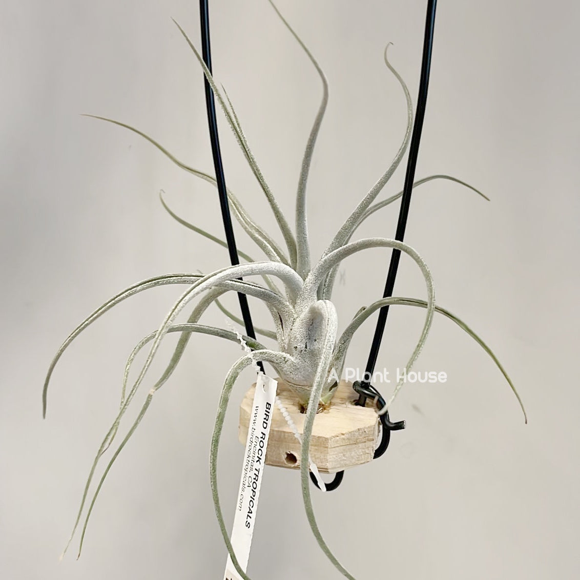 Tillandsia Queen’s Charm