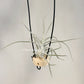 Tillandsia Queen’s Charm