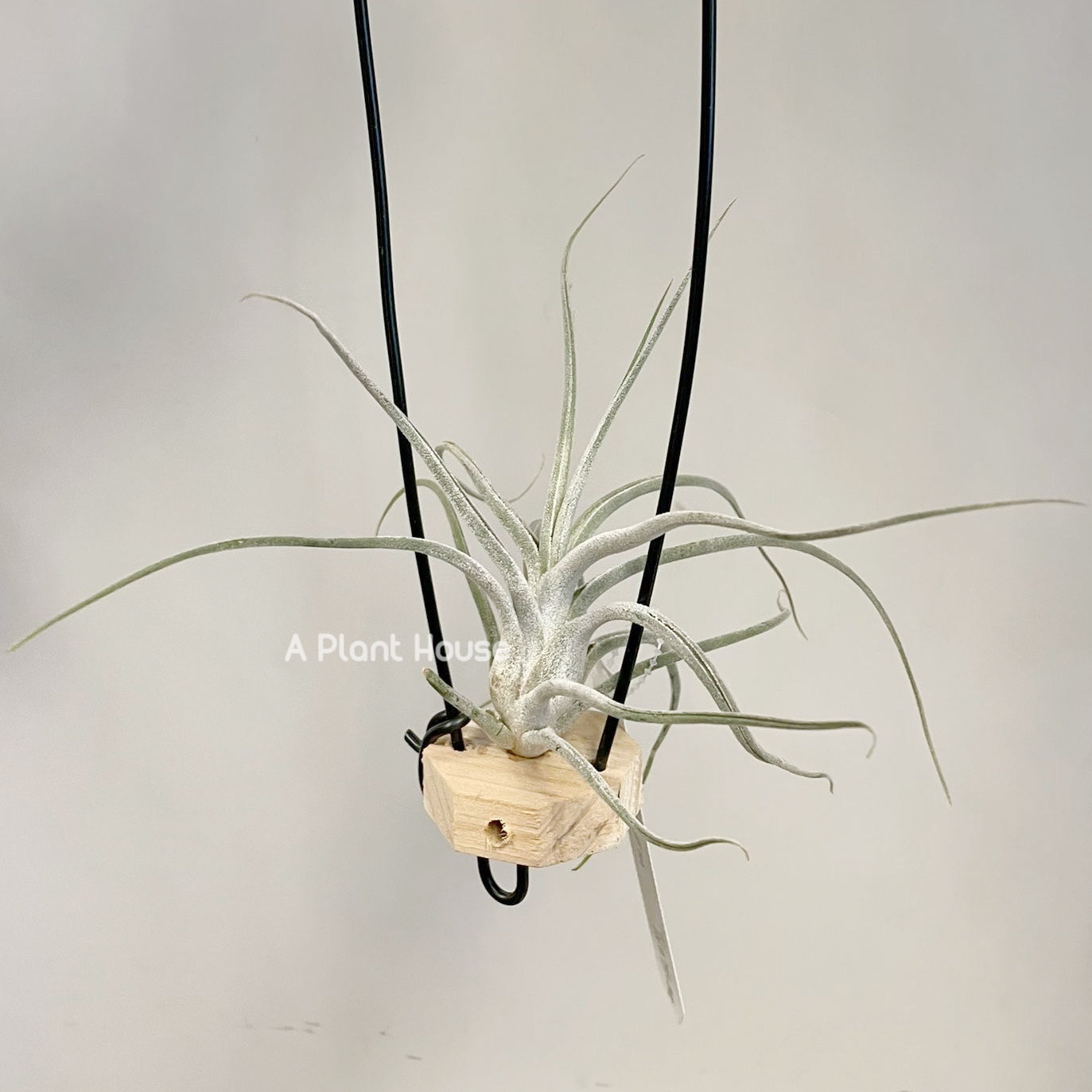 Tillandsia Queen’s Charm