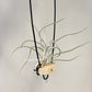 Tillandsia Queen’s Charm