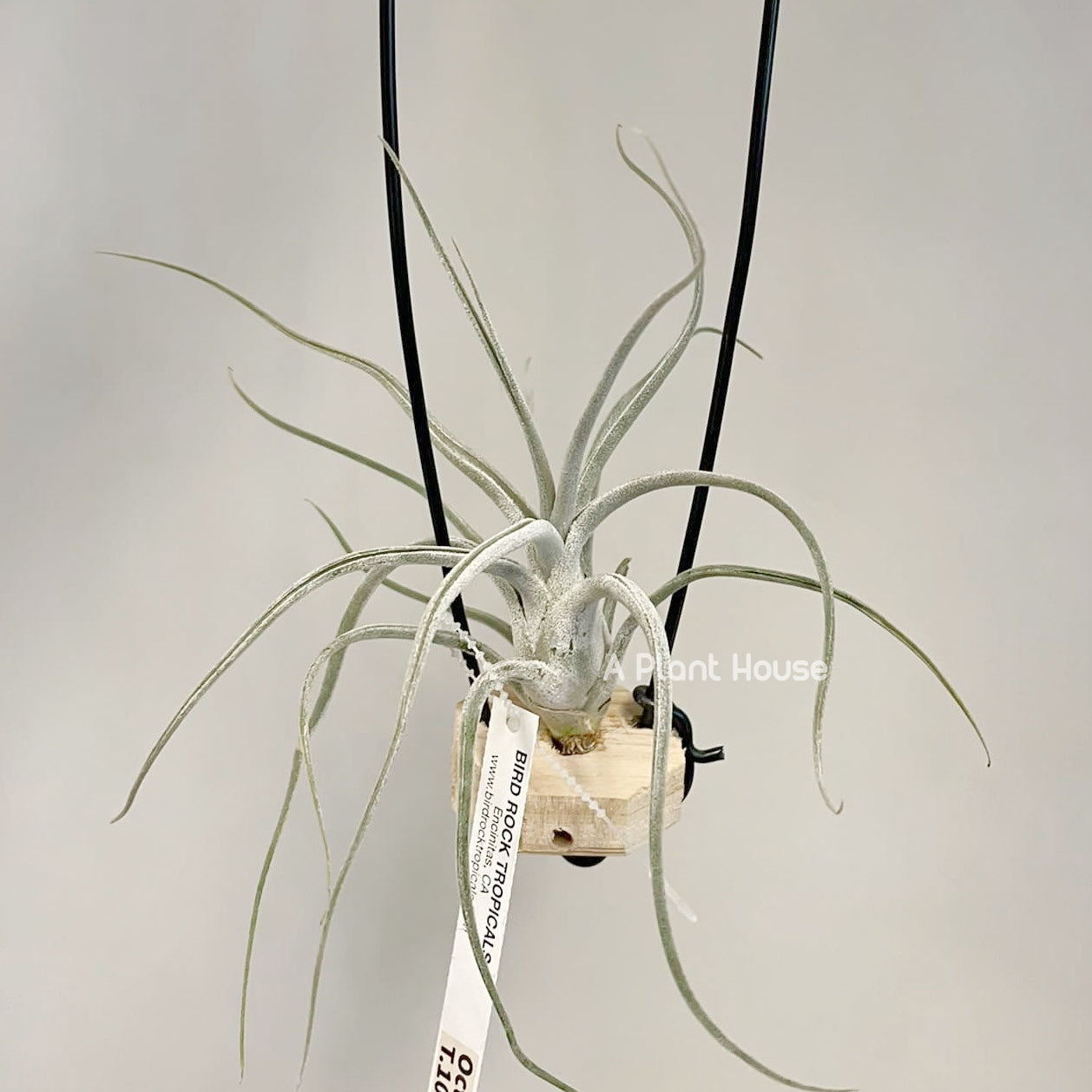 Tillandsia Queen’s Charm