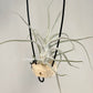 Tillandsia Queen’s Charm