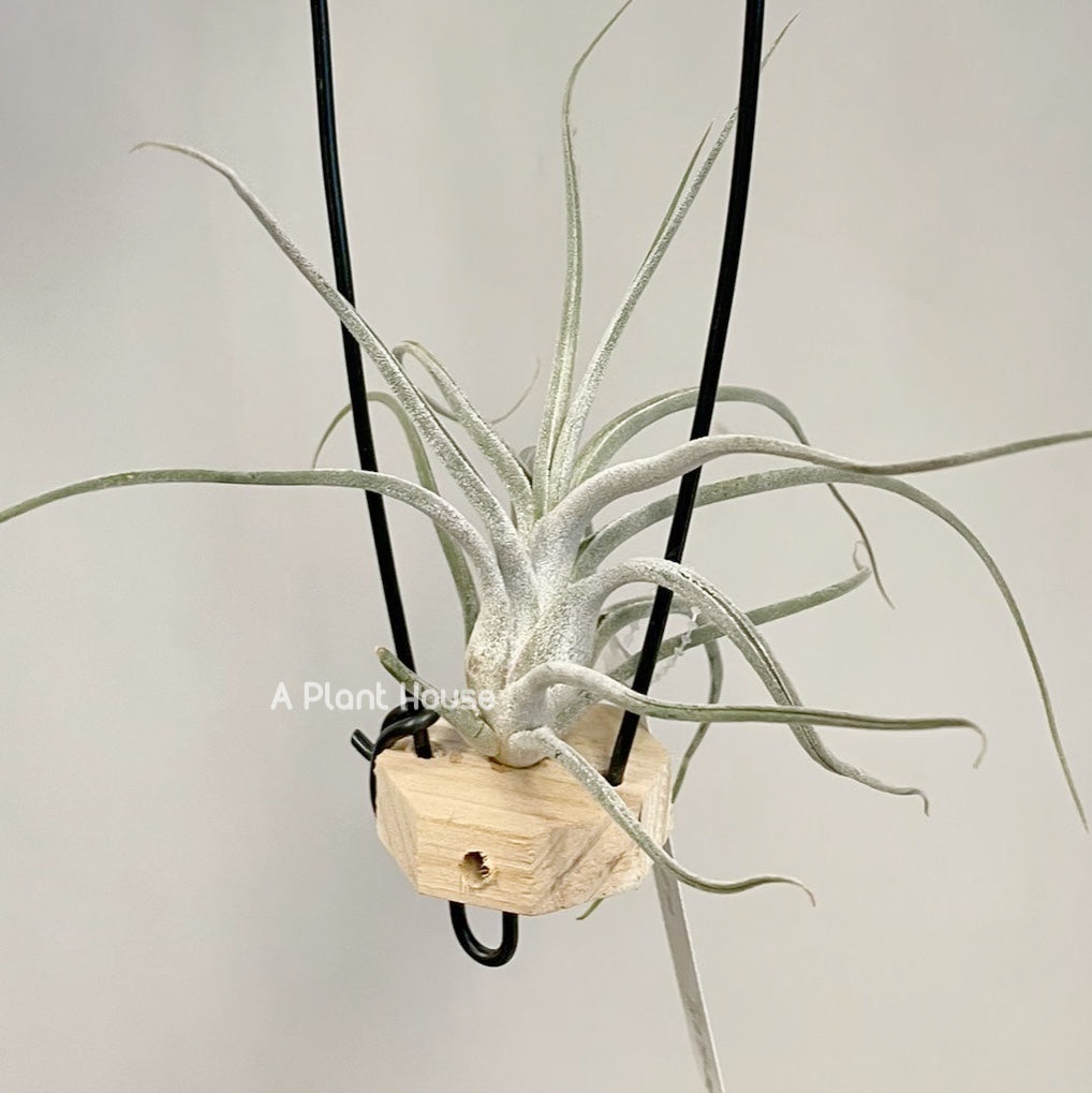 Tillandsia Queen’s Charm